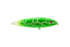 Gatto Loco Catfish Rig