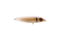 Gatto Loco Catfish Rig