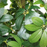 Realistic Faux Tree With Lifelike Foliage For Indoor And Outdoor Use - Green