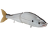 B Venom 6"