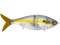 B Viper 8"