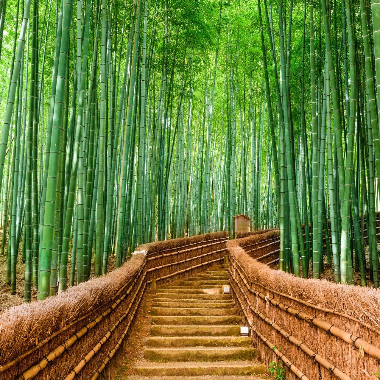 Japanese Bamboo Forest Arashiyama Woods Wall Mural #6043