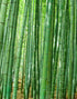 Japanese Bamboo Forest Arashiyama Woods Wall Mural #6043