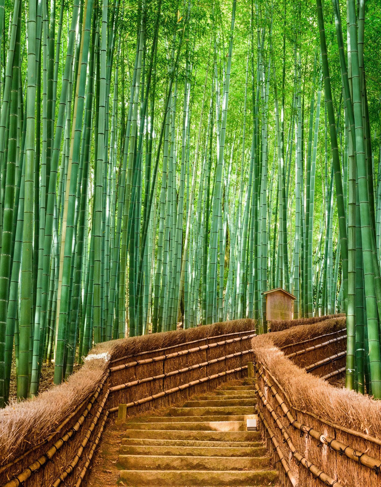 Japanese Bamboo Forest Arashiyama Woods Wall Mural #6043