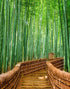 Japanese Bamboo Forest Arashiyama Woods Wall Mural #6043