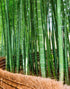 Japanese Bamboo Forest Arashiyama Woods Wall Mural #6043