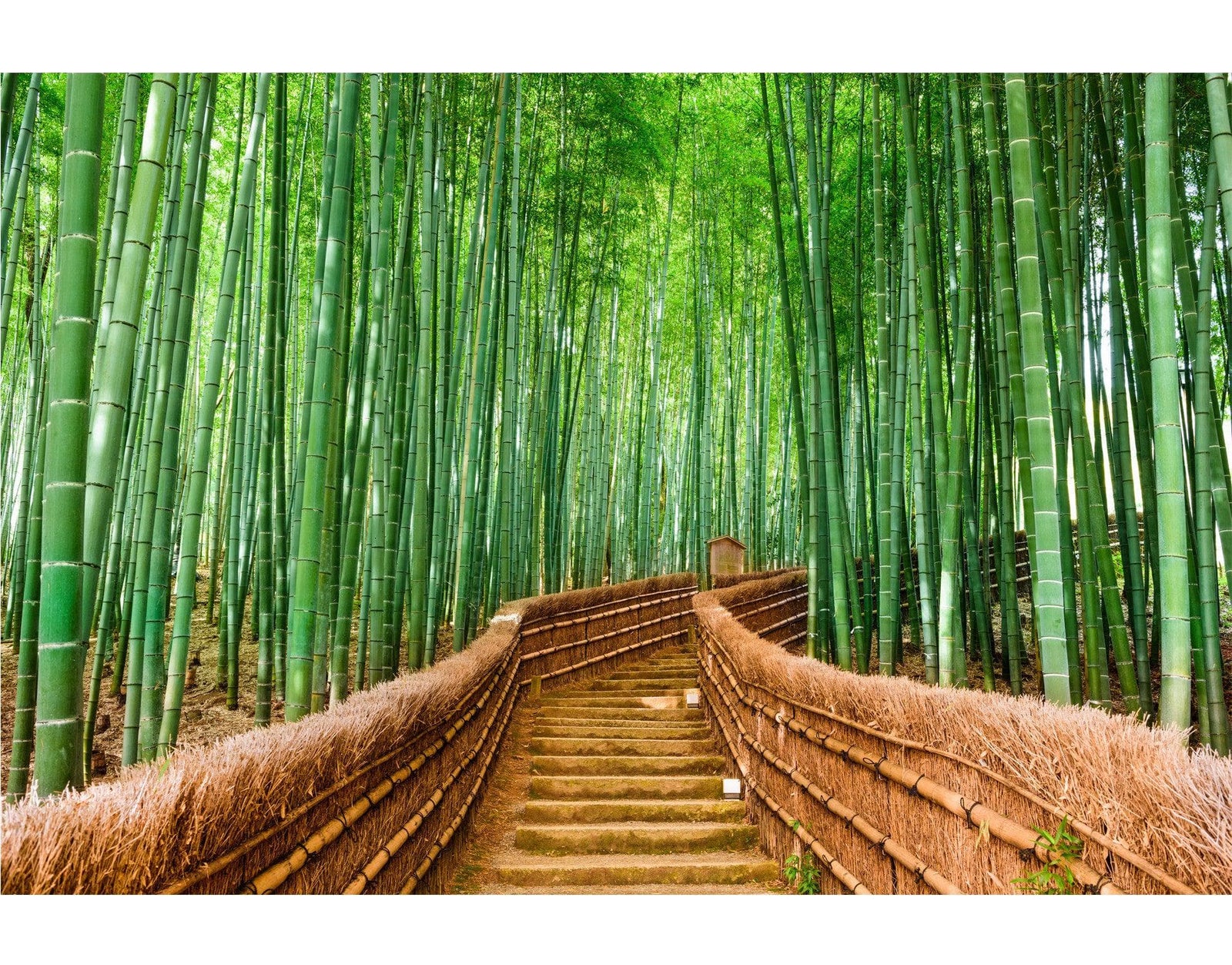 Japanese Bamboo Forest Arashiyama Woods Wall Mural #6043