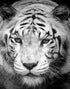 Tiger Stare Down Large Mural (Black and White) #6045
