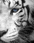 Tiger Stare Down Large Mural (Black and White) #6045