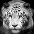 Tiger Stare Down Large Mural (Black and White) #6045
