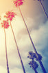 Retro California Sunset Palmtree Wall Mural #6050