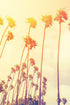 Retro California Sunset Palmtree Wall Mural #6050