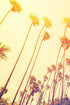 Retro California Sunset Palmtree Wall Mural #6050