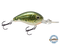 Dive Master Jr 8