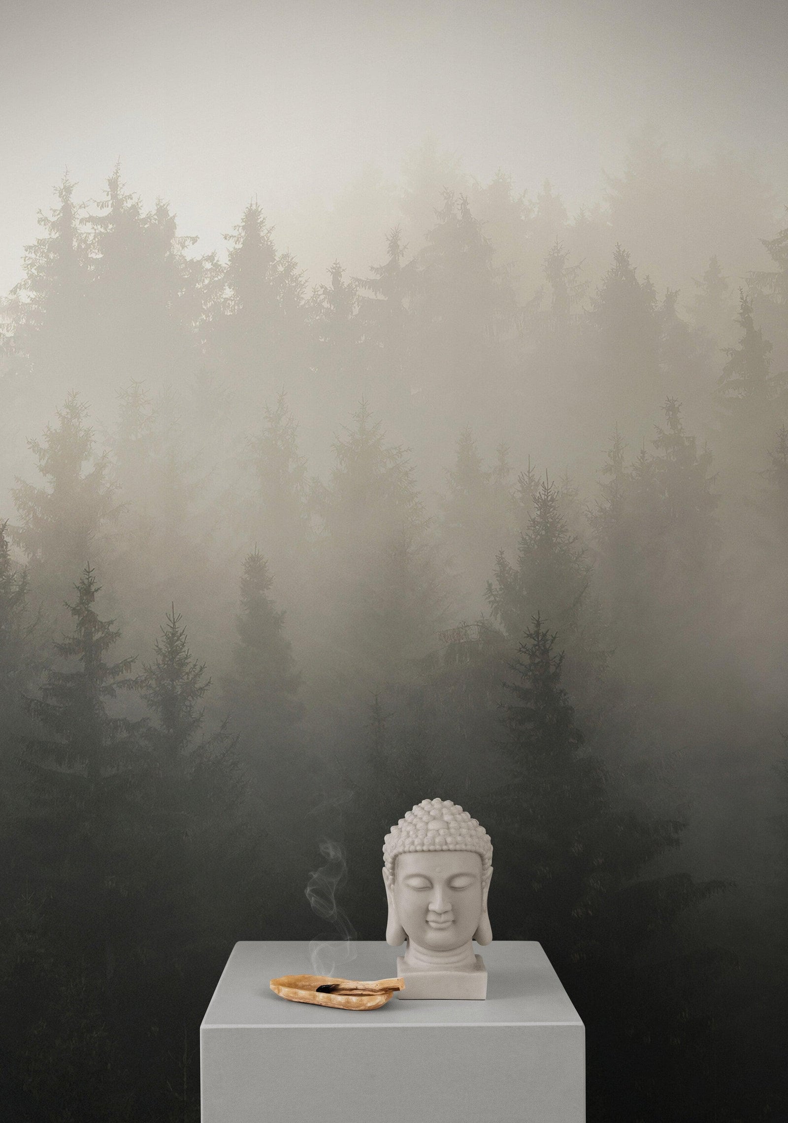 Misty Pine Forest Wall Mural. Peaceful Foggy Morning Scenery. #6122