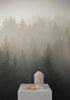 Misty Pine Forest Wall Mural. Peaceful Foggy Morning Scenery. #6122