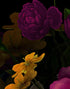Melancholy Flower Wall Mural. Black background. #6130