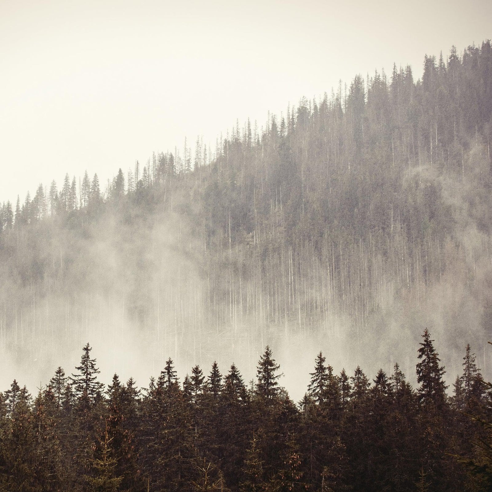 Foggy Misty Forest Tree Over Mountain Wall Mural. #6171