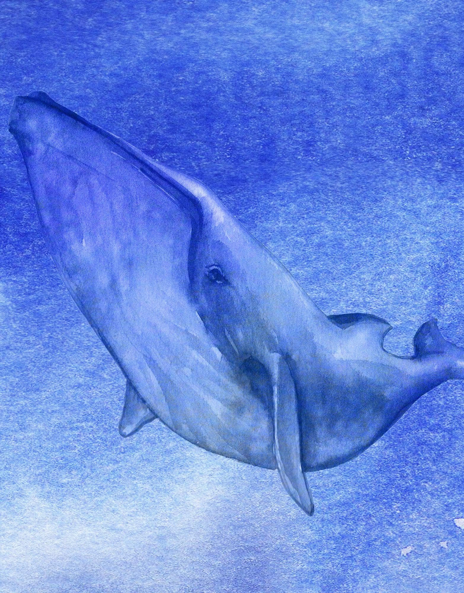 Whale in Ocean Wall Mural. Watercolor artwork of whale, island and sailboat. Peel and Stick Wallpaper. #6197