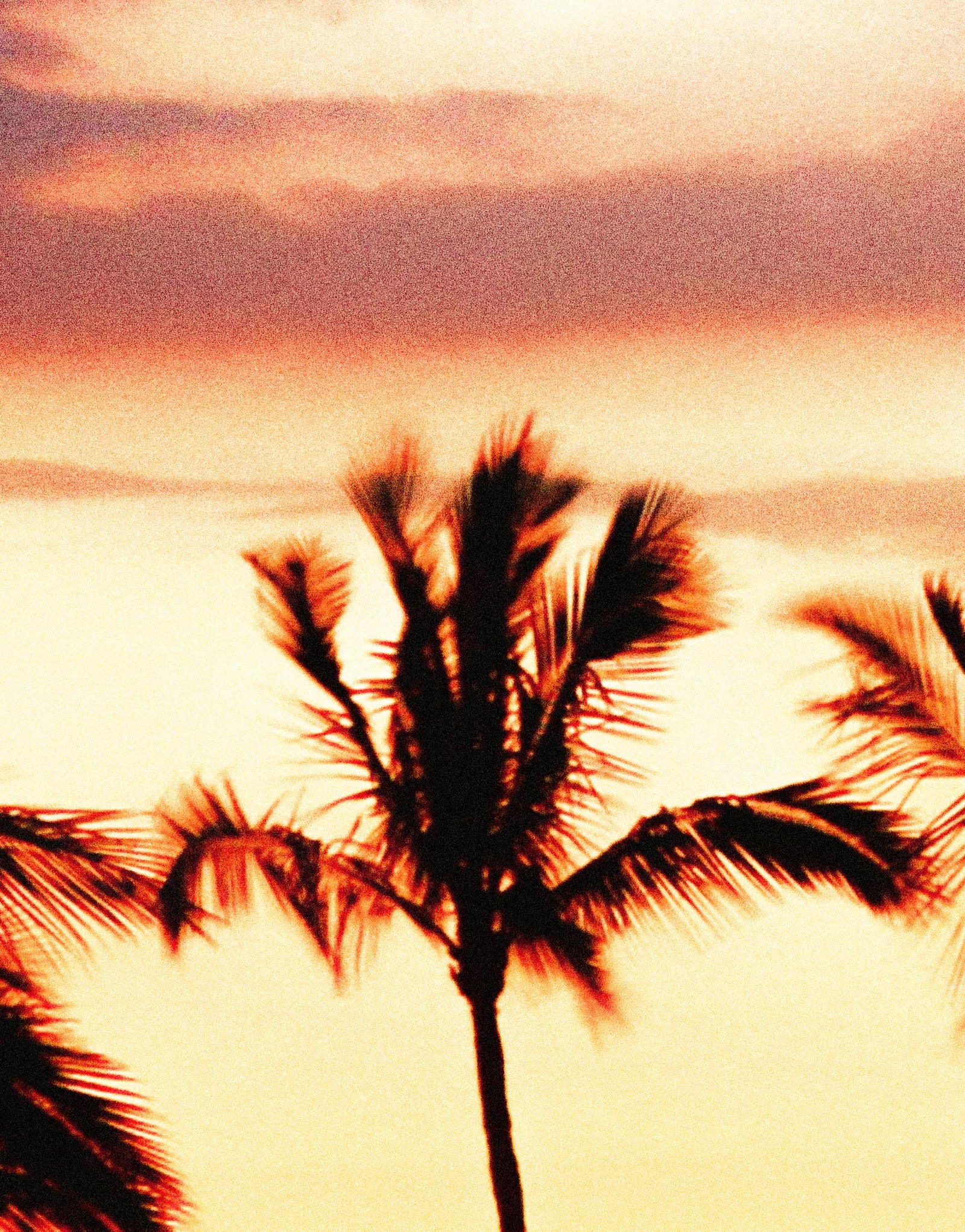 Tropical Sunset Palm Tree Paradise Wall Mural. #6236