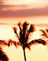 Tropical Sunset Palm Tree Paradise Wall Mural. #6236