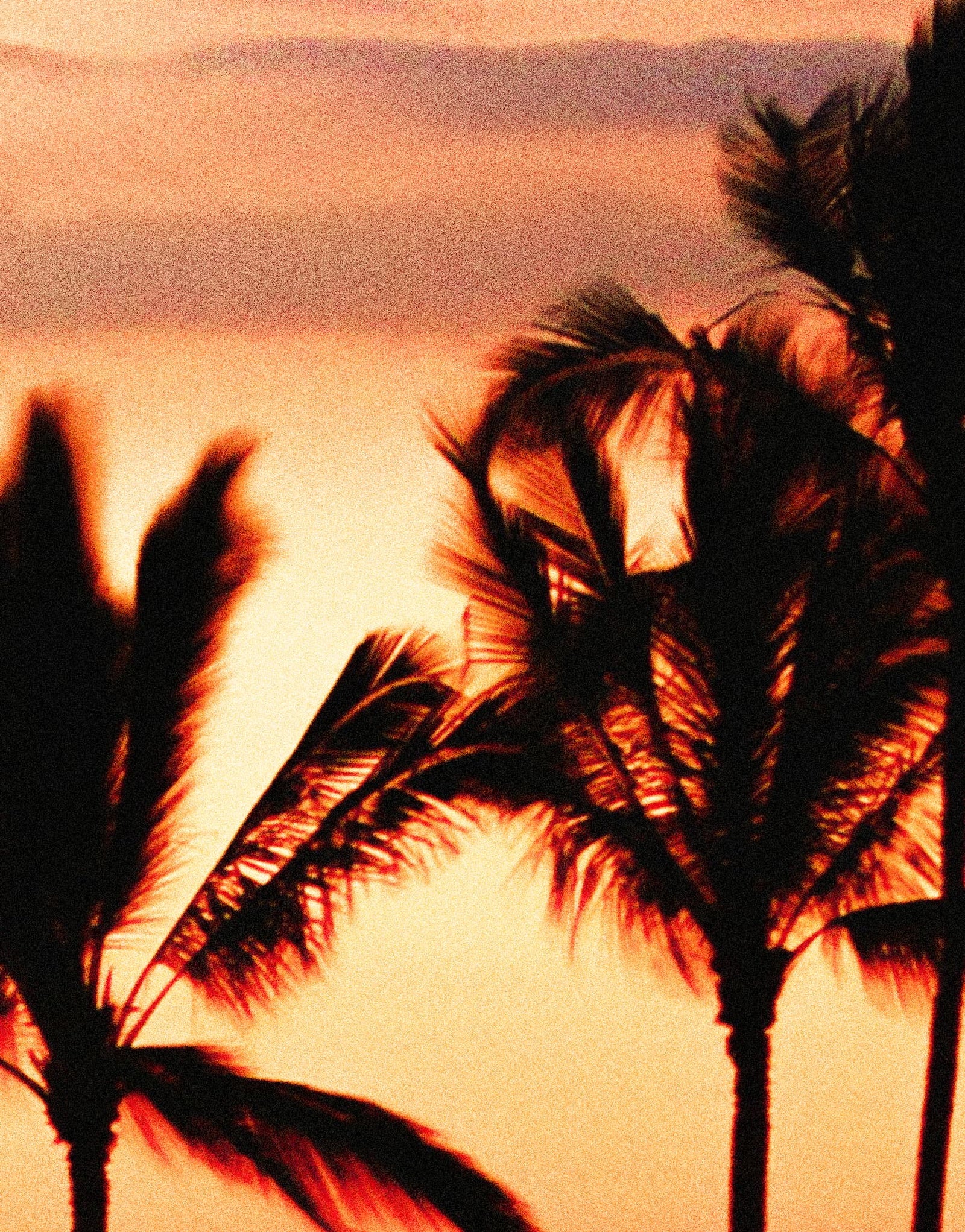 Tropical Sunset Palm Tree Paradise Wall Mural. #6236