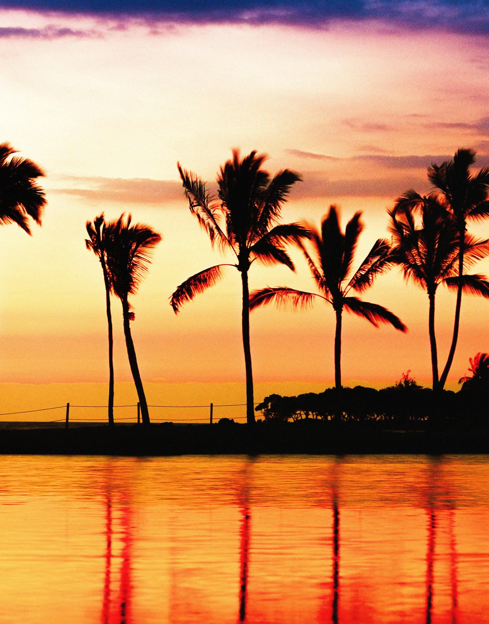 Tropical Sunset Palm Tree Paradise Wall Mural. #6236
