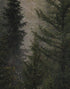 Misty Pine Tree Forest Landscape Wallpaper. Peel and Stick Wall Mural. Self Adhesive Nursery Wall Decor. #6237
