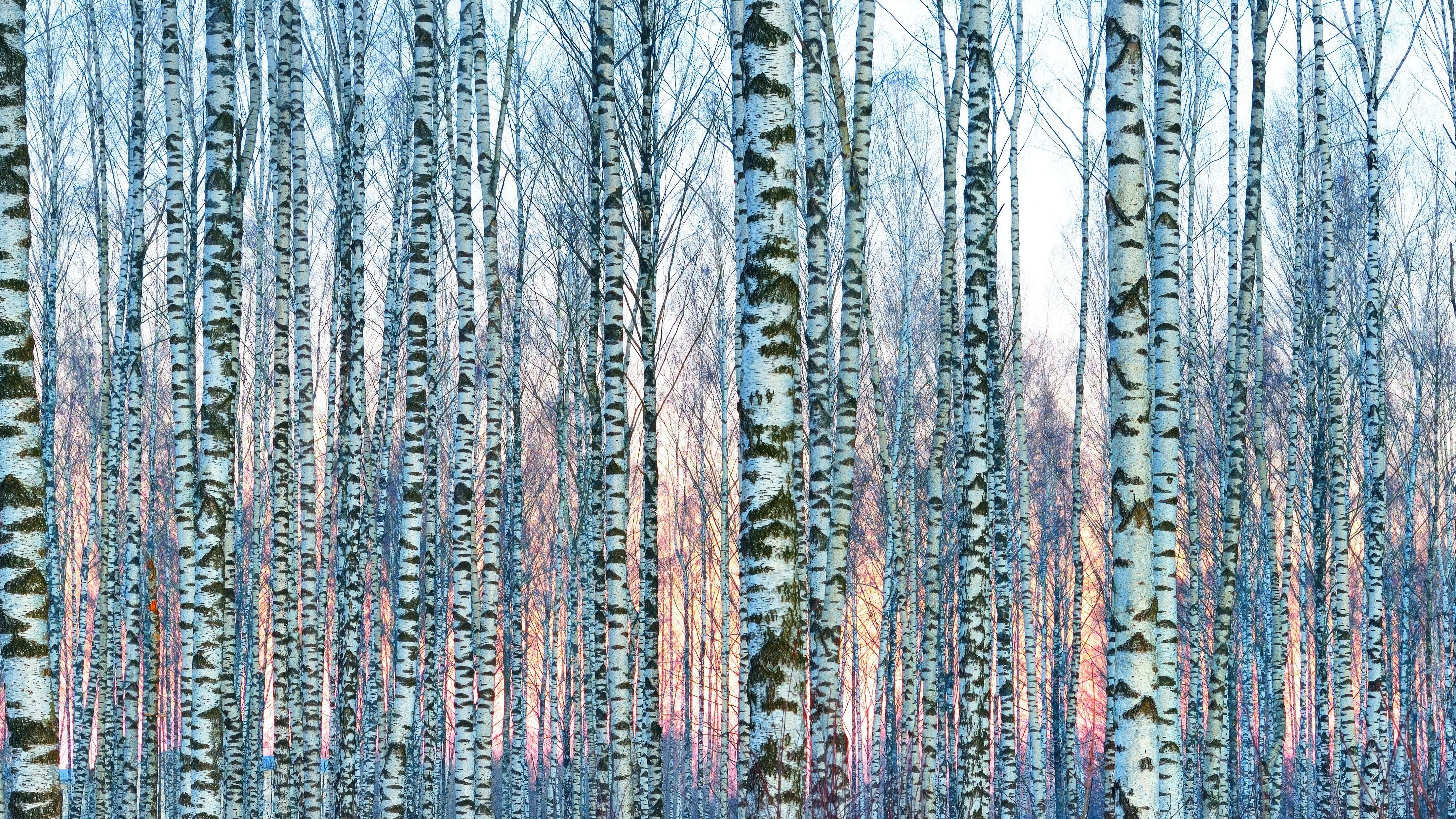 White Birch Tree Forest Wall Mural Wallpaper. Sunset Scenery. #6246