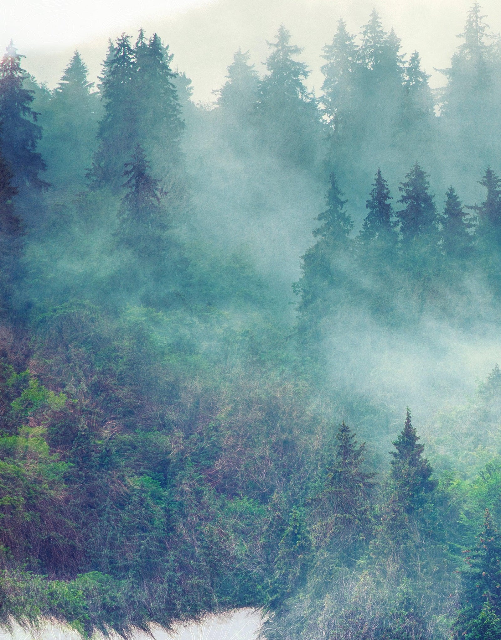 Foggy Mountain Forest View with Bison Buffalo Overlay Natural Scenery Wall Mural #6282.