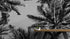 Black and White Tropical Palm Tree Mural. Vintage Summer Vibe. #6315