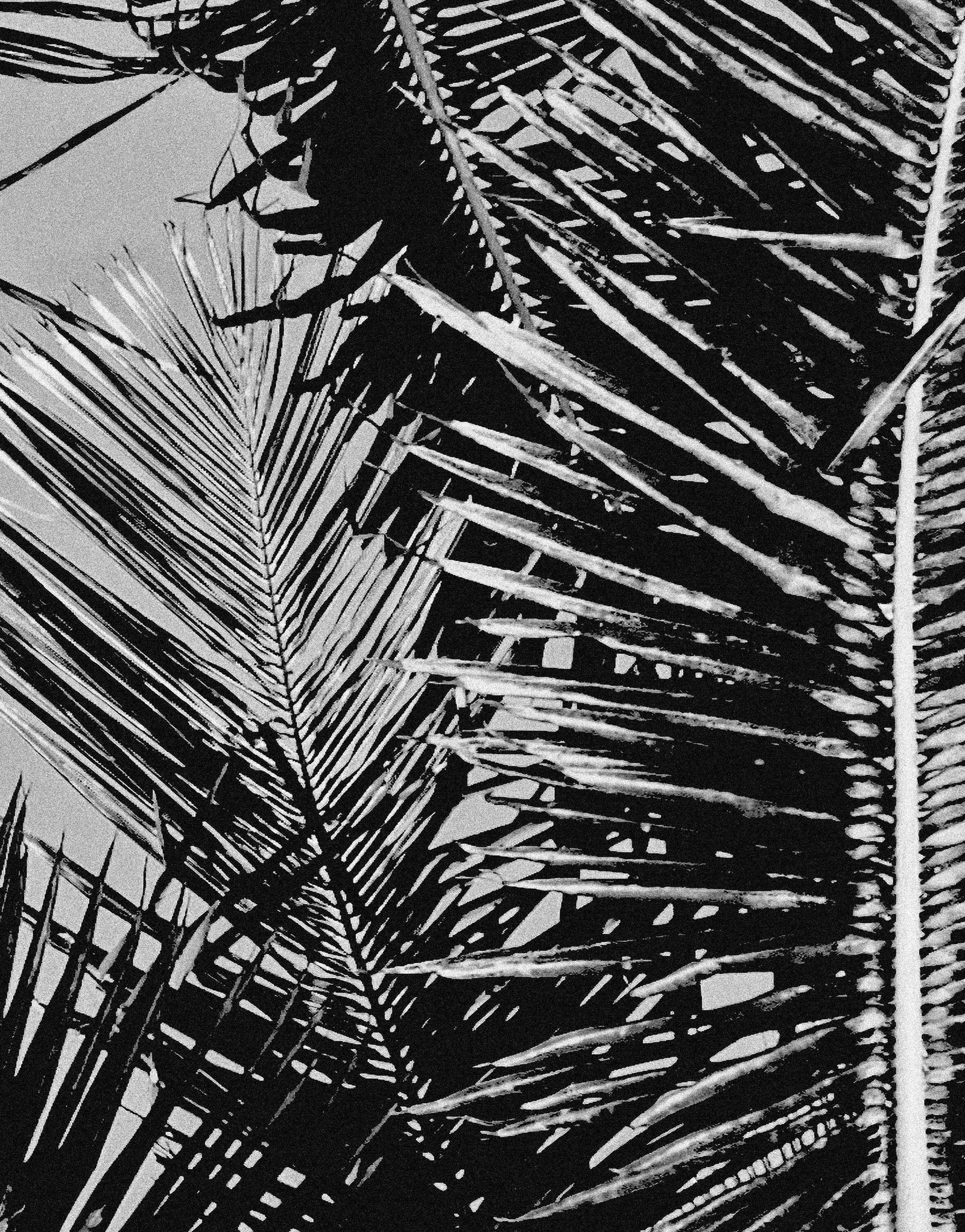Black and White Tropical Palm Tree Mural. Vintage Summer Vibe. #6315