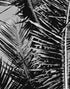 Black and White Tropical Palm Tree Mural. Vintage Summer Vibe. #6315