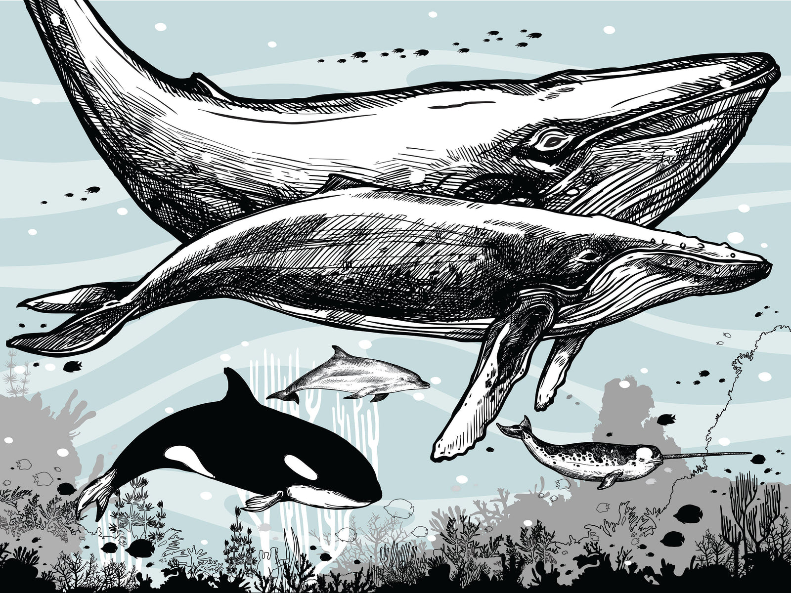 Whale, Dolphin, Killer Whale Wall Mural. Underwater Sea Life Drawing Design. Peel and Stick Wall Mural. #6354