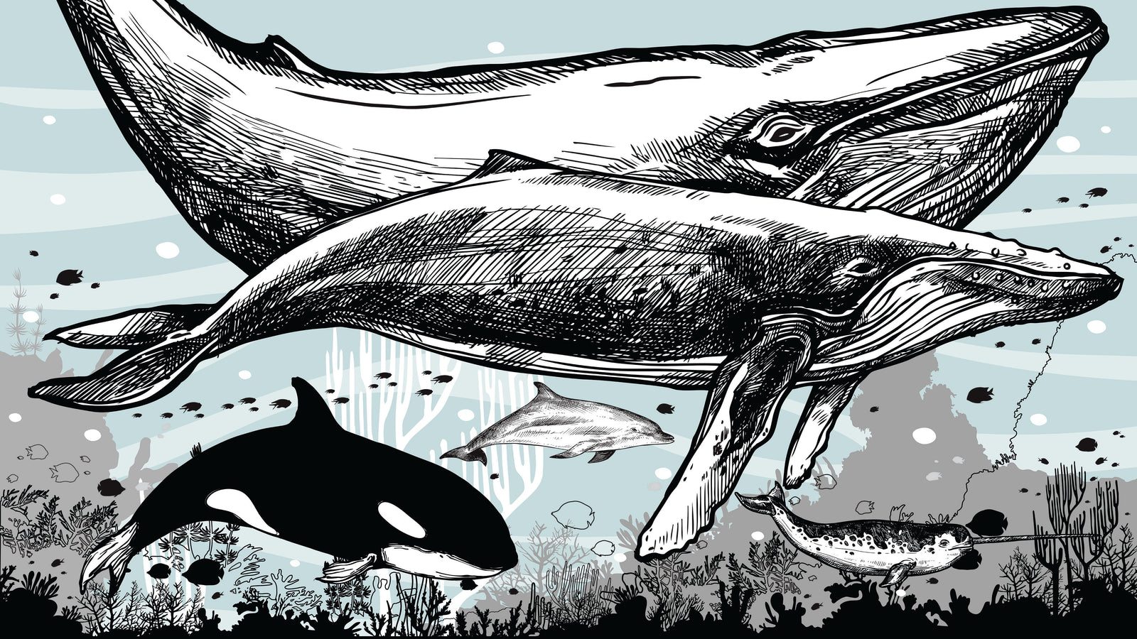 Whale, Dolphin, Killer Whale Wall Mural. Underwater Sea Life Drawing Design. Peel and Stick Wall Mural. #6354