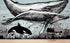Whale, Dolphin, Killer Whale Wall Mural. Underwater Sea Life Drawing Design. Peel and Stick Wall Mural. #6354