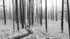 Black and White Forest Landscape Wall Mural. Peel and Stick Wallpaper. #6365