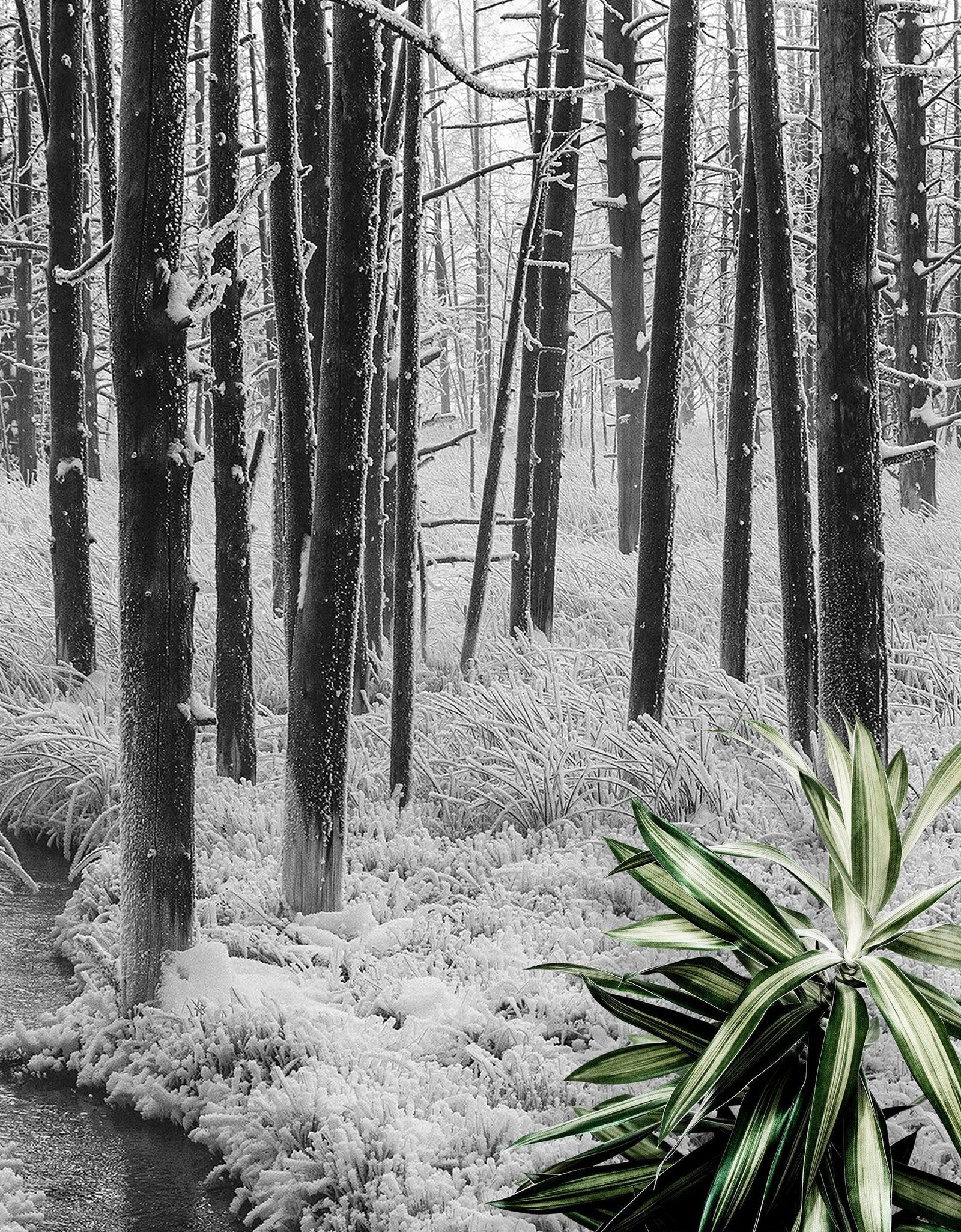 Black and White Forest Landscape Wall Mural. Peel and Stick Wallpaper. #6365