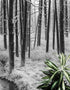 Black and White Forest Landscape Wall Mural. Peel and Stick Wallpaper. #6365