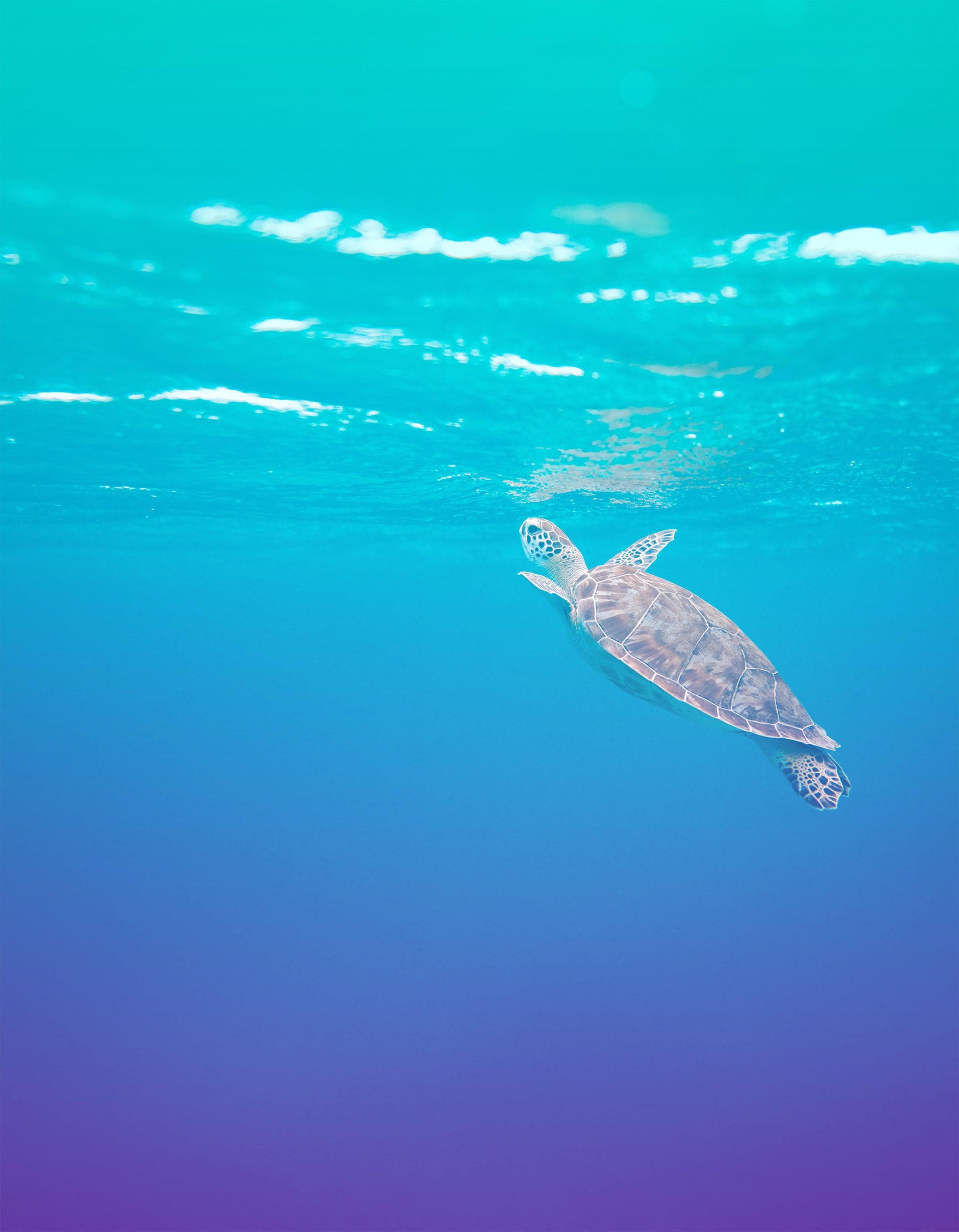 Swimming Sea Turtle Coming Up for Air Wall Mural. Pastel Color Sea Life. Peel and Stick Wallpaper. #6406