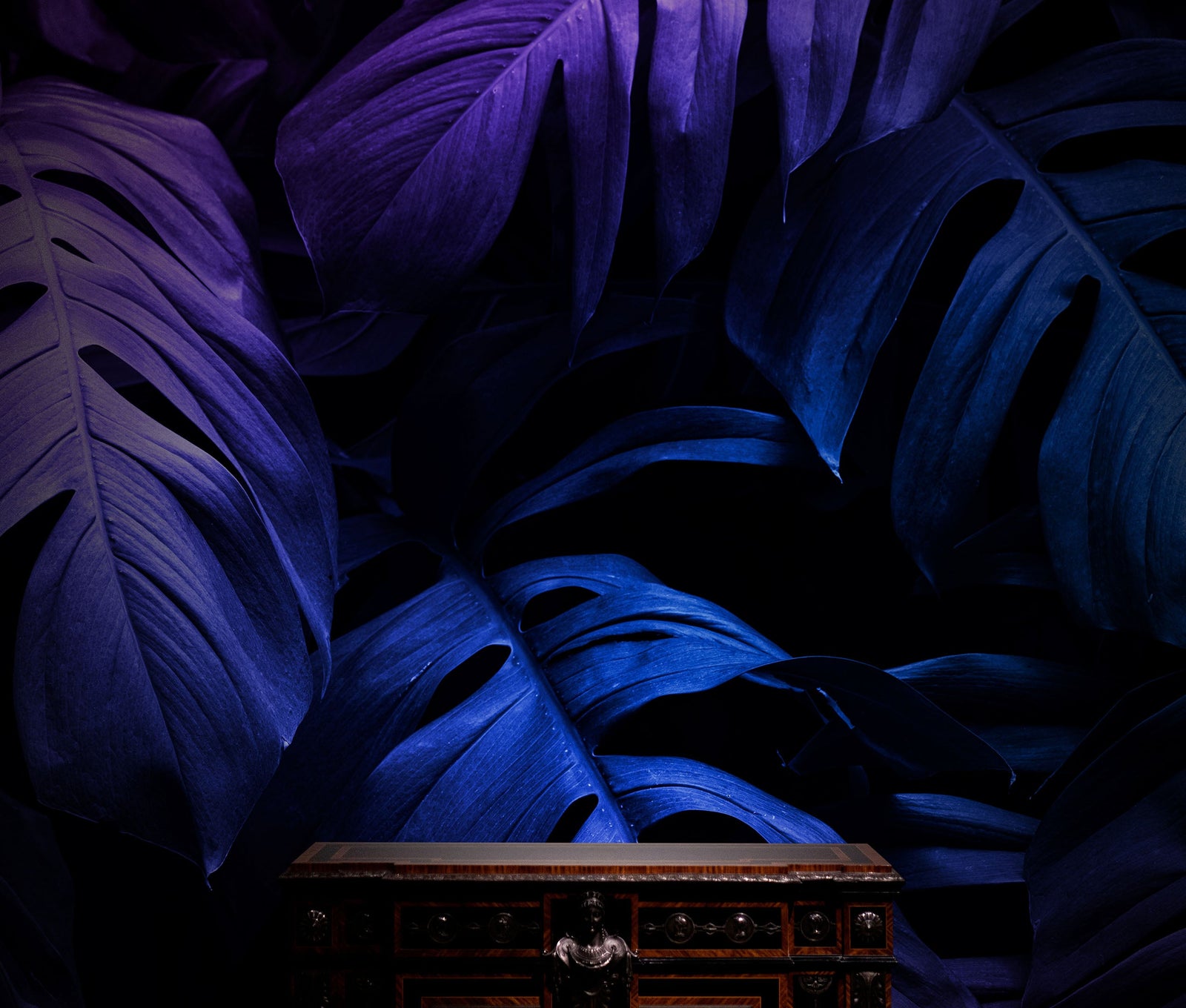 Tropical Wallpaper Blue and Purple Leaf Wall Mural on Dark Background #6445