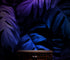 Tropical Wallpaper Blue and Purple Leaf Wall Mural on Dark Background #6445