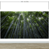 Tall Bamboo Tree Forest Wall Mural. Peaceful, Serenity, Zen Background Wallpaper. #6463