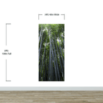 Tall Bamboo Tree Forest Wall Mural. Peaceful, Serenity, Zen Background Wallpaper. #6463