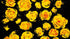 Flower Wallpaper Peel and Stick Wall Mural. Yellow Flowers on Black Background. #6499