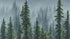 Nature Rainforest Wall Mural Wallpaper. Misty Forest Landscape. #6494