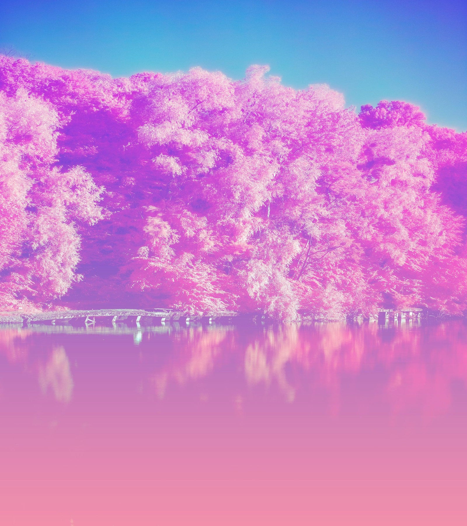 Tranquil Park Scene Wallpaper - Pink Pastel with Trees and Lake Wall Mural #6601