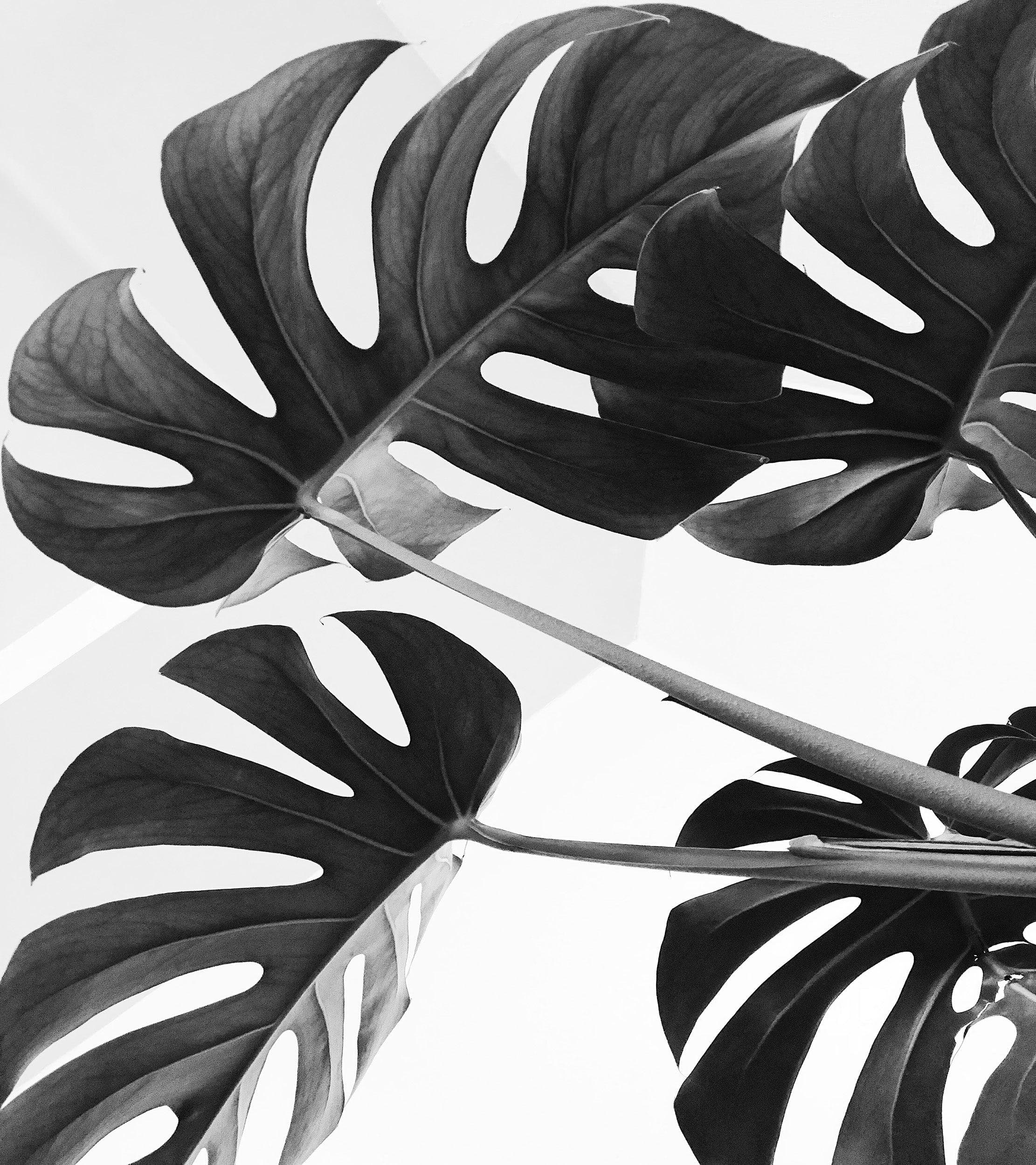 Elegant Black and White Leaves Wallpaper Mural - Serene Botanical Beauty #6606