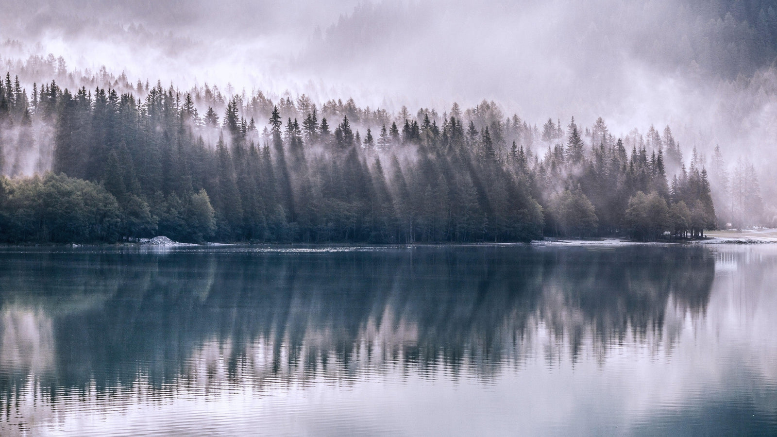 Pine Trees Forest Lake View Wall Mural Wallpaper. #6754