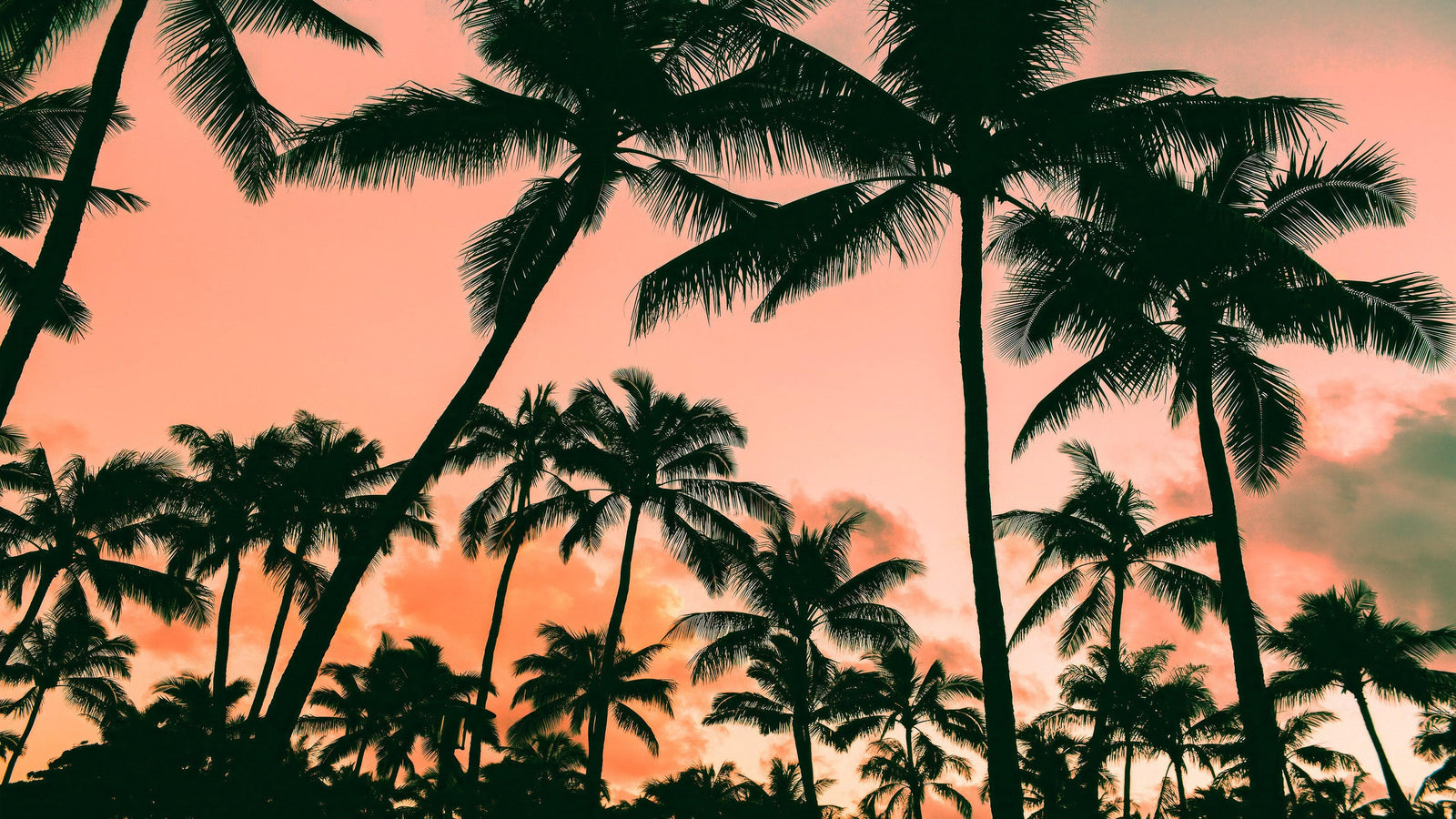 Sunset Wallpaper Mural. Palm Trees Tropical Vibe. #6871